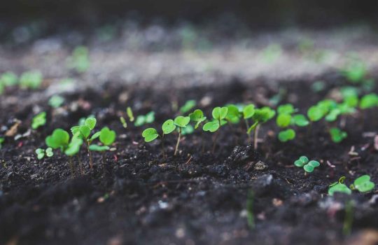 מוצרים לבית ולגינה2